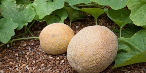 Kako uzgajati dinju kod kuće